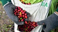 Kopi Gayo Aceh Tembus Pasar Eropa hingga Amerika
