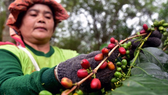 Petani memasukkan buah kopi arabika gayo yang gres panen di Takengon, Kabupaten Aceh Tengah, Provinsi Aceh, Sabtu (26/8/2023). Kopi arabika gayo yang ialah komoditi andalan Aceh dari dataran tinggi gayo menurut data Direktorat Bea Cukai Aceh sudah diekspor sampai ke 15 negara di Asia, Eropa, sampai Amerika Serikat, dan ajakan terus bertambah salah satunya ke Italia yang pada tahun ini menjalankan ajakan kopi Aceh sekitar 60 ribu ton. ANTARA FOTO/FB Anggoro/tom.