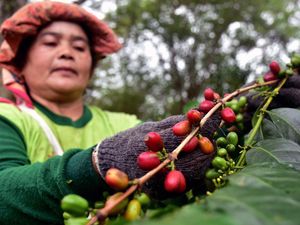 Aceh Ekspor Kopi dan Rempah-rempah ke Belgia USD 4,14 Juta Aceh Ekspor Kopi dan Rempah-rempah ke Belgia USD 4,14 Juta