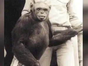 Geger Rumor Hibrida Manusia-Simpanse, Dibuat di Lab Tahun 1920-an Geger Rumor Hibrida Manusia-Simpanse, Dibuat di Lab Tahun 1920-an