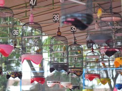 Ratusan Pehobi Ikuti Lomba Kicau Mania di HUT Ke-46 PDAM Tirta Merapi