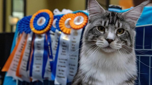 Sterling, a Maine Coon cat, sits next to awards it has won at the New England Meow Outfitís 10th Annual Allbreed and Household Pet Cat Show in Natick, Massachusetts, on August 27, 2023. (Photo by Joseph Prezioso / AFP)
