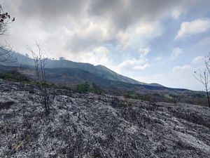 Jalur Pendakian Gunung Arjuno-Welirang Ditutup Dampak Kebakaran Jalur Pendakian Gunung Arjuno-Welirang Ditutup Dampak Kebakaran