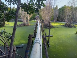 Pencemaran di Karimunjawa Diduga Berasal dari Tambak Udang, Pemilik Membantah