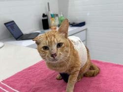 Sempat Dirawat, Kucing Oyen Survivor Korban Pesawat Jatuh Malaysia Mati