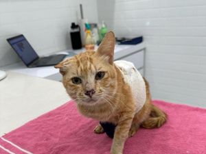 Sempat Dirawat, Kucing Oyen Survivor Korban Pesawat Jatuh Malaysia Mati Sempat Dirawat, Kucing Oyen Survivor Korban Pesawat Jatuh Malaysia Mati