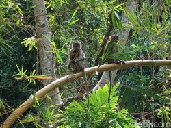 Kawanan Monyet Bikin Resah di Sukabumi