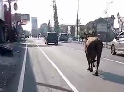 Heboh Sapi Lepas-Jalan Santuy di Jalur Utama Jogja-Solo