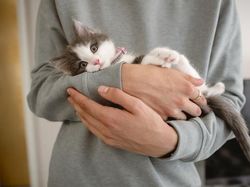 Unik! Pelanggan Ini Berikan Anak Kucing Sebagai Tip Pengantar Pizza