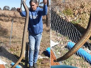 Penemuan Ular Raksasa Berbisa Bikin Shock Pawang