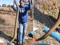 Penemuan Ular Raksasa Berbisa Bikin Shock Pawang