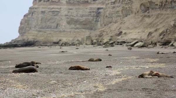 Argentina Darurat Flu Burung, Bangkai Hewan Bertebaran di Pantai