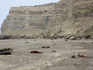 Argentina Darurat Flu Burung, Bangkai Hewan Bertebaran di Pantai