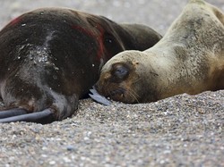 Akibat Wabah Flu Burung, 942 Anjing-Singa Laut di Brasil Tewas
