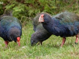 Sempat Dianggap Punah, Burung Prasejarah di Selandia Baru Kembali ke Alam Liar Sempat Dianggap Punah, Burung Prasejarah di Selandia Baru Kembali ke Alam Liar