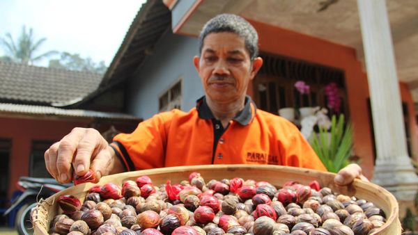 Harganya Menggiurkan, Petani Cengkih Beralih Tanam Pala