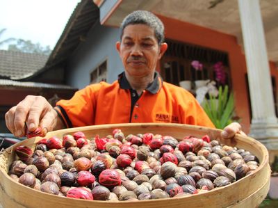 Harganya Menggiurkan, Petani Cengkih Beralih Tanam Pala
