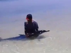 Sedih! Lumba-lumba Ini Menepi Minta Tolong ke Nelayan di Pantai Sumenep