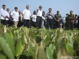 Menko Luhut Tinjau Lokasi Pembibitan Jutaan Pohon di DAS Citarum