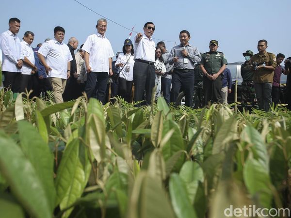 Menko Luhut Tinjau Lokasi Pembibitan Jutaan Pohon di DAS Citarum