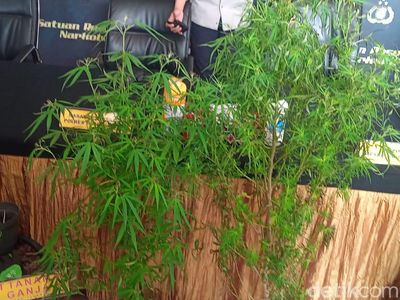Ini Penampakan Pohon Ganja Milik Pesulap Oge Arthemus