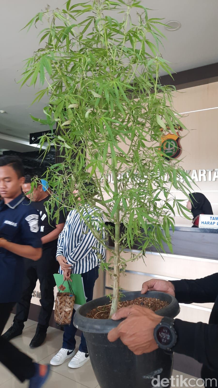 Penampakan pohon ganja usia 5 bulan yang ditanam pesulap Oge Arthemus Penampakan pohon ganja usia 5 bulan yang ditanam pesulap Oge Arthemus