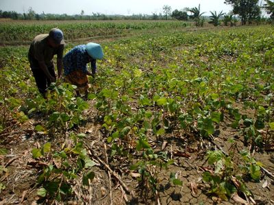 Sedihnya Petani Terancam Gagal Panen Gegara Kemarau
