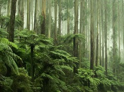 Ternyata Tanaman Paku Bisa Ubah Logam Berat Jadi Unsur Teknologi Canggih