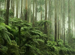 Dedaunan di Hutan Tropis Mulai Rusak Akibat Suhu Ekstrem, Tanda Kiamat? Dedaunan di Hutan Tropis Mulai Rusak Akibat Suhu Ekstrem, Tanda Kiamat?