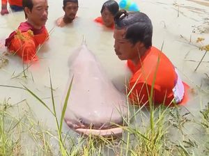Wow! Pemancing Tangkap Ikan Lele Raksasa Seberat Sapi Kurban Wow! Pemancing Tangkap Ikan Lele Raksasa Seberat Sapi Kurban