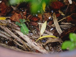 Cara Mudah dan Praktis Membuat Komposter Takakura