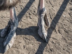 Kisah Suku Vadoma Afrika dengan Kaki Burung Unta, Kini Warganya Pilih Inses