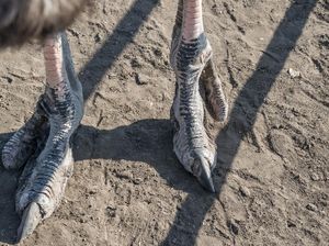 Kisah Suku Vadoma Afrika dengan Kaki Burung Unta, Kini Warganya Pilih Inses Kisah Suku Vadoma Afrika dengan Kaki Burung Unta, Kini Warganya Pilih Inses