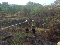 Alang-alang di Pademangan Terbakar gegara Puntung Rokok Dibuang Sembarangan