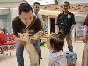 Belajar Grooming hingga Bikin Baju Kucing dari Kemasan Makanan Bareng GKS