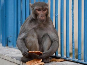 India Kerahkan Manusia Monyet untuk Usir Monyet dari KTT G20