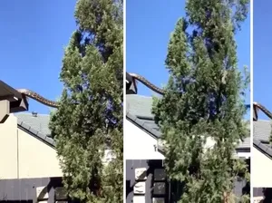 Piton Raksasa Berkeliaran di Atas Rumah, Warga Shock