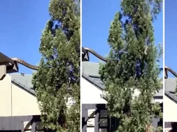 Piton Raksasa Berkeliaran di Atas Rumah, Warga Shock