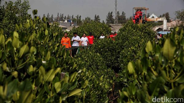 Seribu Mangrove, Hijaukan Hutan Bakau Muara Tawar Segarajaya
