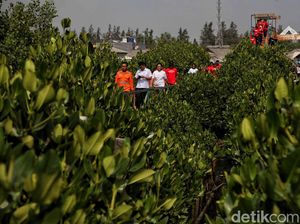 Seribu Mangrove, Hijaukan Hutan Bakau Muara Tawar Segarajaya