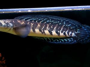 Predator Cantik Channa yang Banyak Ditemukan di Kalimantan Predator Cantik Channa yang Banyak Ditemukan di Kalimantan