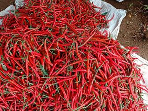 Harga Cabai Merah Keriting di Palembang Rp 42.000 per Kg Harga Cabai Merah Keriting di Palembang Rp 42.000 per Kg