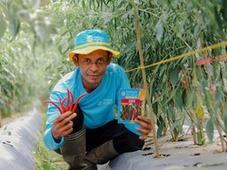 Cerita Kuli Bangunan Sukses Banting Setir Jadi Petani Cabai