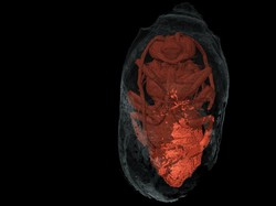 Ilmuwan Temukan Mumi Lebah yang Berusia Hampir 3.000 Tahun, Kondisinya Masih Utuh