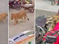 Singa Ini Malah Jalan-jalan di Tengah Kemacetan