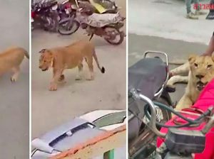 Ada Singa Lepas di Jalanan, eh Malah Jadi Tontonan Ada Singa Lepas di Jalanan, eh Malah Jadi Tontonan