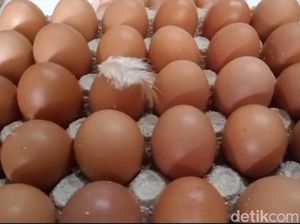 Spekulasi Peternak Tahan Stok Picu Harga Telur di Blitar Anjlok Spekulasi Peternak Tahan Stok Picu Harga Telur di Blitar Anjlok