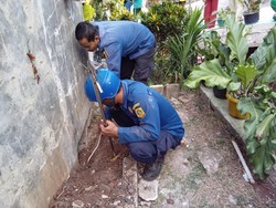11 Anak Kobra Muncul Dekat Rumahnya, Warga Bogor Panggil Damkar