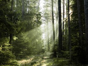 Mitos atau Fakta? Auj bin Unuq, Raksasa yang Hidup di Zaman Nabi Nuh