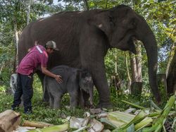 Video: Save Tesso Nilo! Rumah Aman Para Gajah